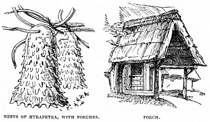 Image unavailable: NESTS OF MYRAPETRA, WITH PORCHES.
PORCH.