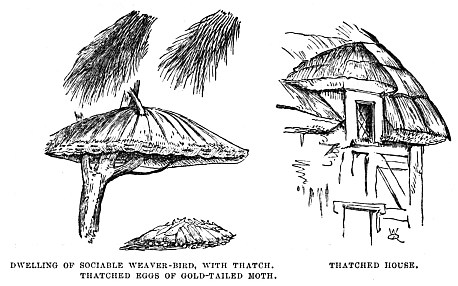Image unavailable: DWELLING OF SOCIABLE WEAVER-BIRD, WITH THATCH.
THATCHED EGGS OF GOLD-TAILED MOTH.
THATCHED HOUSE.
