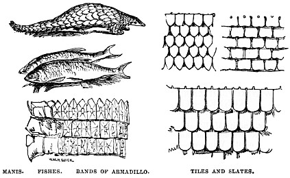 Image unavailable: MANIS.
FISHES.
BANDS OF ARMADILLO.
TILES AND SLATES.