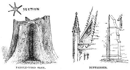 Image unavailable: PADDLE-WOOD TREE.
BUTTRESSES.