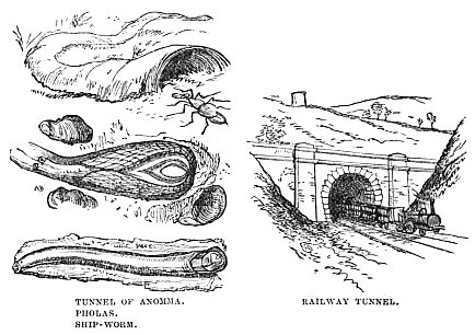 Image unavailable: TUNNEL OF ANOMMA.
PHOLAS.
SHIP-WORM.
RAILWAY TUNNEL.