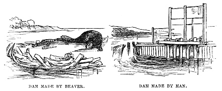 Image unavailable: DAM MADE BY BEAVER. DAM MADE BY MAN.