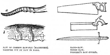 Image unavailable: SAW OF COMMON SAW-FLY (MAGNIFIED). GROOVES CUT BY SAW IN BARK.
HAND-SAW. TENON SAW. PIONEER’S SAW-SWORD.