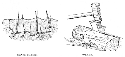 Image unavailable: GRASS-BLADES.
WEDGE.