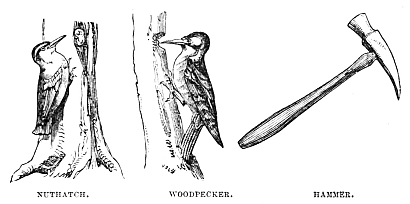 Image unavailable: NUTHATCH.
WOODPECKER.
HAMMER.