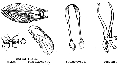Image unavailable: MUSSEL-SHELL. EARWIG. LOBSTER-CLAW.
SUGAR-TONGS.
PINCERS.
