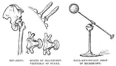 Image unavailable: HIP-JOINT.
SPINES OF SEA-URCHIN. VERTEBRÆ OF SNAKE.
BALL-AND-SOCKET JOINT OF MICROSCOPE.