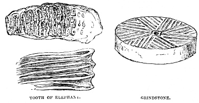 Image unavailable: TOOTH OF ELEPHANT.
GRINDSTONE.