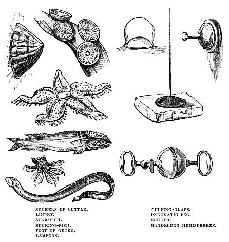 Image unavailable: SUCKERS OF CUTTLE.
LIMPET.
STAR-FISH.
SUCKING-FISH.
FOOT OF GECKO.
LAMPERN.
CUPPING-GLASS.
PNEUMATIC PEG.
SUCKER.
MAGDEBURG HEMISPHERES.