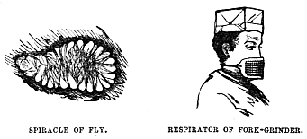 Image unavailable: SPIRACLE OF FLY.
RESPIRATOR OF FORK-GRINDER.
