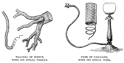 Image unavailable: TRACHEA OF INSECT, WITH ITS SPIRAL THREAD.
TUBE OF GAS-LAMP, WITH ITS SPIRAL WIRE.