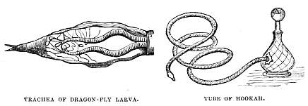 Image unavailable: TRACHEA OF DRAGON-FLY LARVA.
TUBE OF HOOKAH.