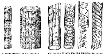 Image unavailable: RINGED TISSUES OF SUGAR-CANE
VEGETABLE SPIRAL TISSUES TENDING TO RINGS.