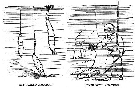 Image unavailable: RAT-TAILED MAGGOTS.
DIVER WITH AIR-TUBE.