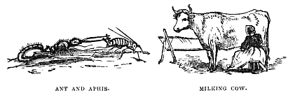 Image unavailable: ANT AND APHIS.
MILKING COW.