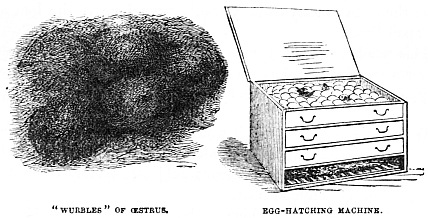 Image unavailable: “WURBLES” OF ŒSTRUS.
EGG-HATCHING MACHINE.
