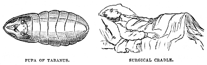 Image unavailable: PUPA OF TABANUS.
SURGICAL CRADLE.