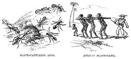 Image unavailable: SLAVE-CAPTURING ANTS.
AFRICAN SLAVE-GANG.