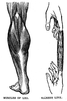 Image unavailable: MUSCLES Of LEG.
SIAMESE LINK.