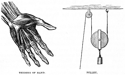 Image unavailable: TENDONS OF HAND.
PULLEY.