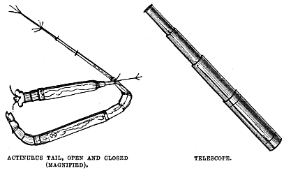 Image unavailable: ACTINURUS TAIL, OPEN AND CLOSED (MAGNIFIED).
TELESCOPE.