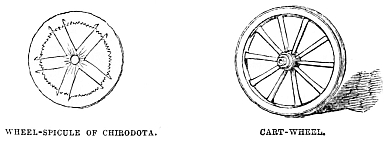 Image unavailable: WHEEL-SPICULE OF CHIBODOTA.
CART-WHEEL.