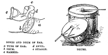 Image unavailable: BONES AND DRUM OF EAR.

a TUBE OF EAR.
b DRUM.
c HAMMER.
d ANVIL.
e STIRRUP.

 DRUMS.