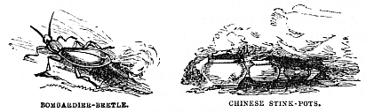 Image unavailable: Bombardier-Beetle.
Chinese Stink-Pots.