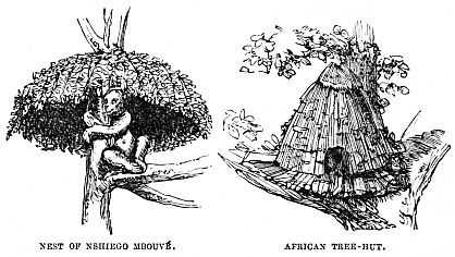 Image unavailable: NEST OF NSHIEGO MBOUVÉ.
AFRICAN TREE-HUT.