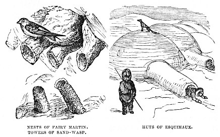 Image unavailable: NESTS OF FAIRY MARTIN. TOWERS OF SAND-WASP.
HUTS OF ESQUIMAUX.