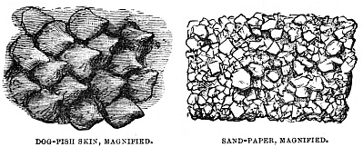 Image unavailable: DOG-FISH SKIN, MAGNIFIED.
SAND-PAPER, MAGNIFIED.