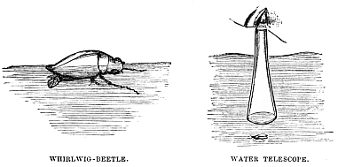 Image unavailable: WHIRLWIG-BEETLE.
WATER TELESCOPE.