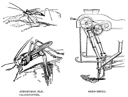 Image unavailable: ICHNEUMON-FLY.

GRASSHOPPER.

SEED-DRILL.