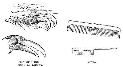Image unavailable: FOOT OF SPIDER.

BEAK OF TOUCAN.

COMBS.