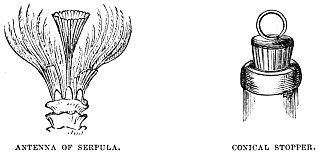 Image unavailable: ANTENNA OF SERPULA.
CONICAL STOPPER.