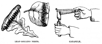 Image unavailable: LEAF-ROLLING NESTS.
CATAPULT.