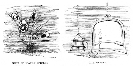 Image unavailable: NEST OF WATER-SPIDERS.
DIVING-BELL.