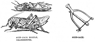 Image unavailable: SKIP-JACK BEETLE. GRASSHOPPER.
SKIP-JACK.
