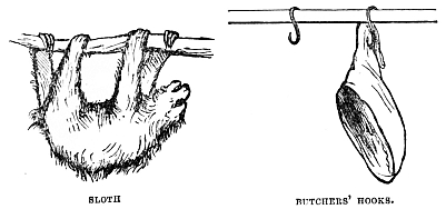 Image unavailable: SLOTH.
BUTCHERS’ HOOKS.