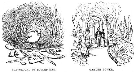 Image unavailable: PLAYGROUND OF BOWER-BIRD.
GARDEN BOWER.