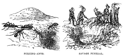Image unavailable: BURYING-ANTS.
SAVAGE FUNERAL.