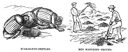 Image unavailable: SCARABÆUS-BEETLES.
MEN MANURING GROUND.