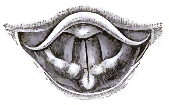 Laryngeal Image during Phonation