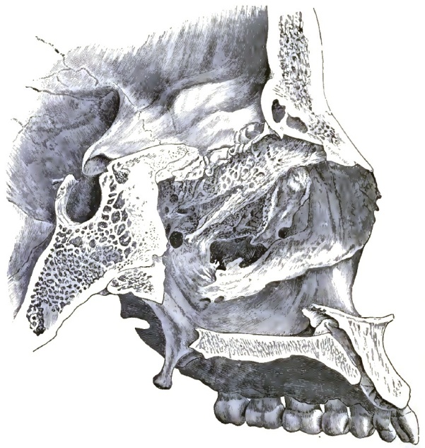 Antero-posterior section of the bones of the face
