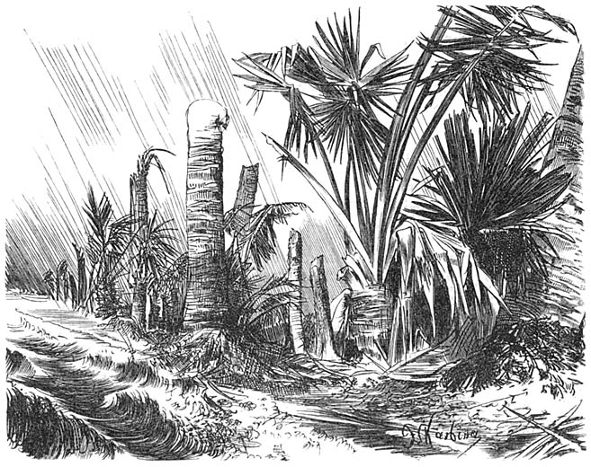 Palmenwald durch die Brandung zerstört