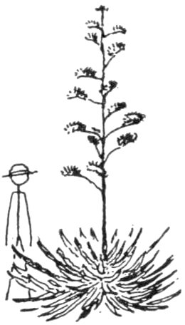 plant silhouette
