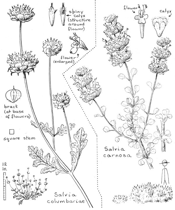 Drawings of flowers of Pseuduvaria froggattii. A, Flower from outside