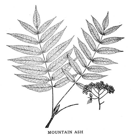 MOUNTAIN ASH