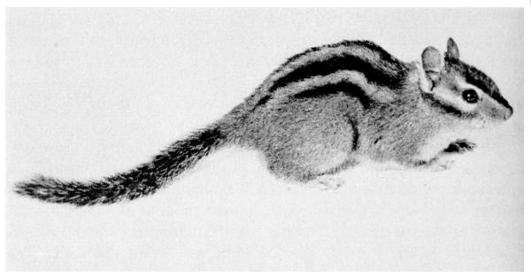 Fig. 82.