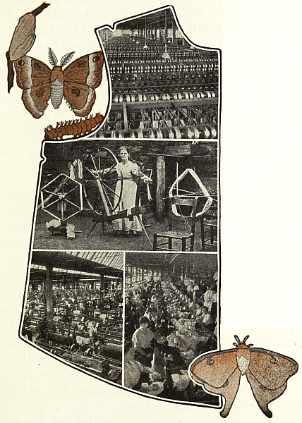 outline of shirt pattern with photgraphs inside; butterflies in background